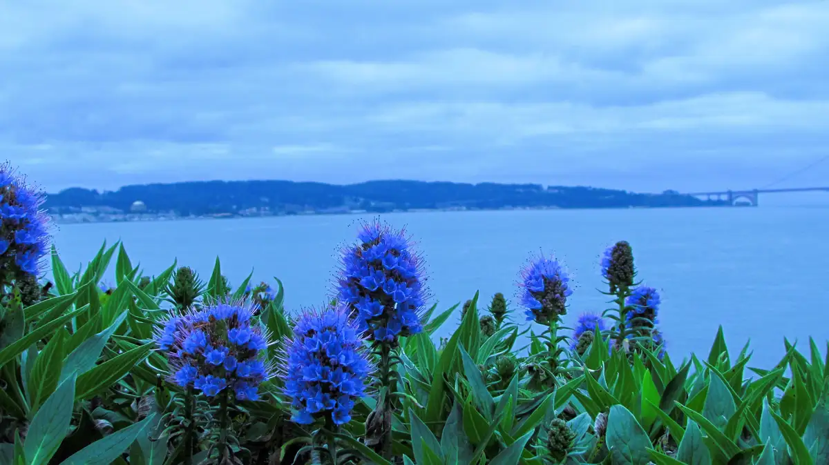 A serene landscape photo featuring vibrant blue flowers in the foreground with a body of water and a distant bridge under a…