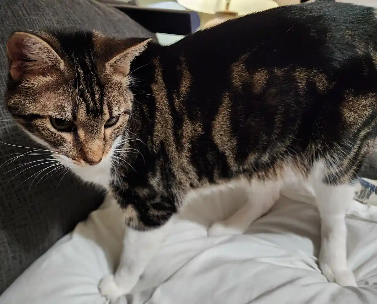 A tabby cat with dark stripes and white paws stands on a white blanket next to a gray couch, looking down with a visibly…