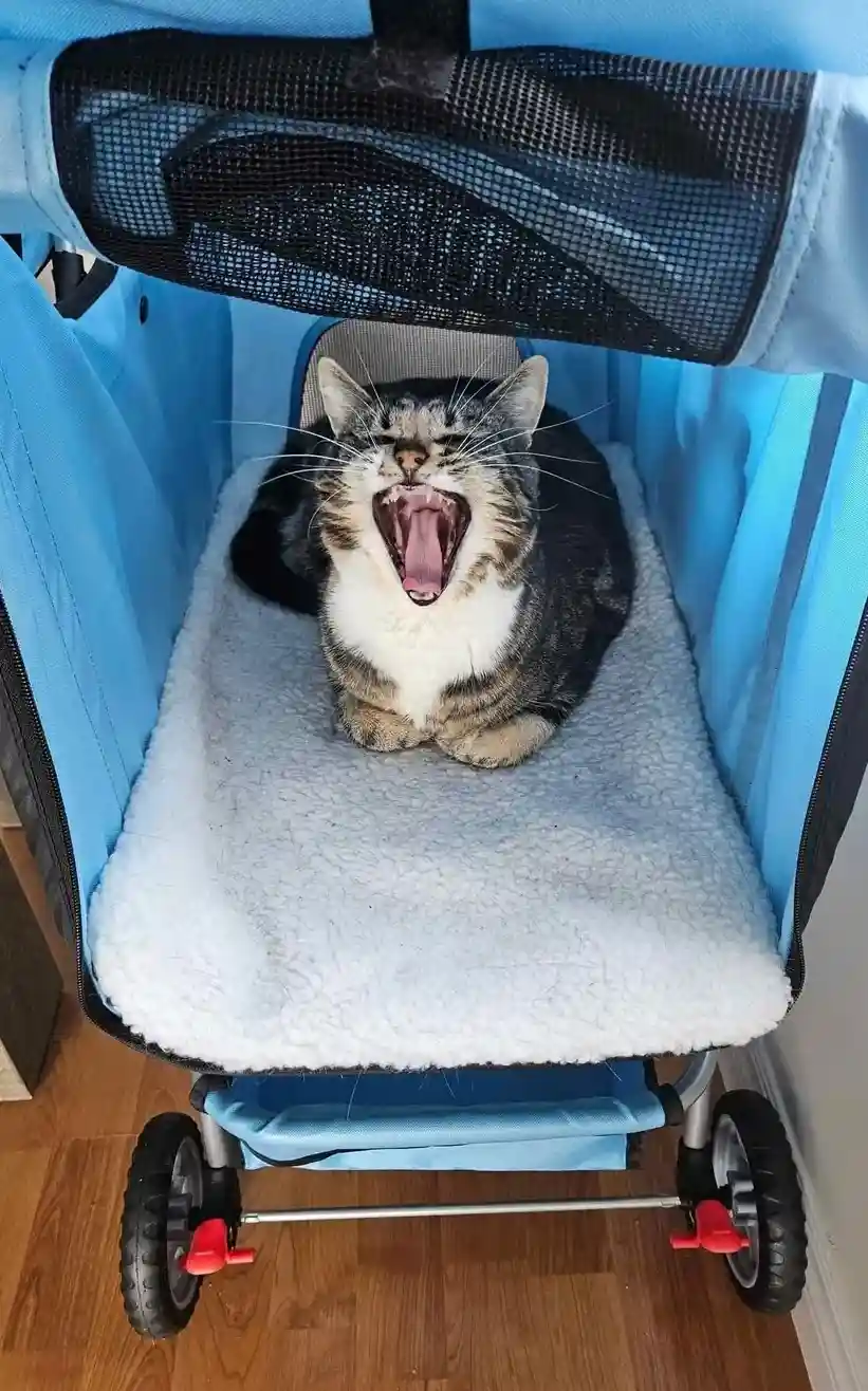 A tabby cat with a white chest is sitting inside a blue pet stroller, yawning widely with its mouth open and tongue out. The…