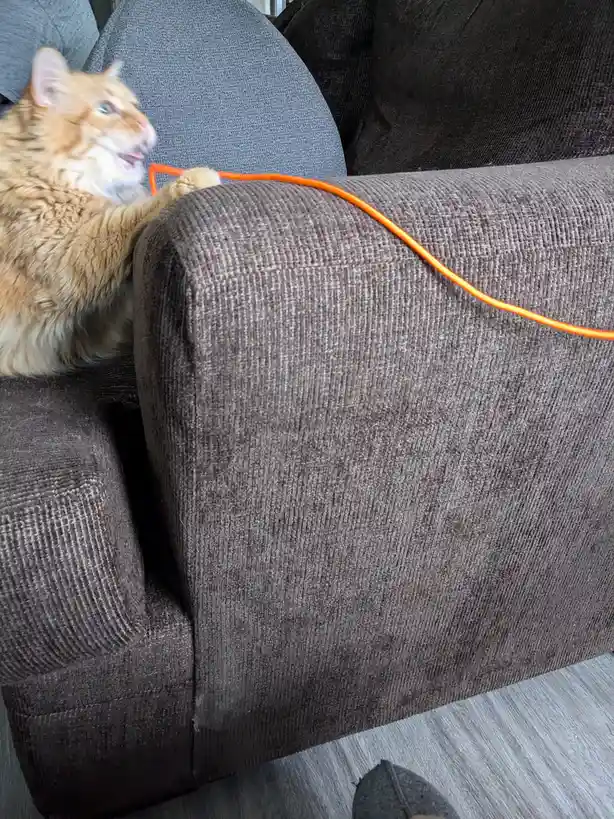 Playtime Adventures with Princess Mimi and Her Shoestring!