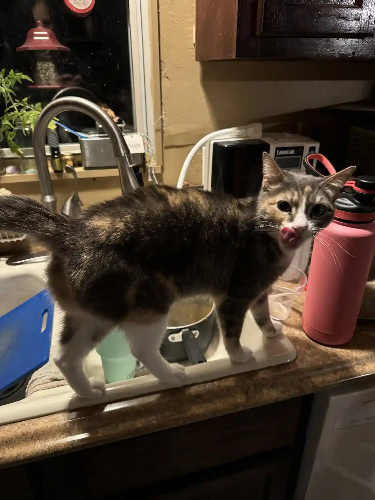 A calico cat stands on the edge of a kitchen sink, licking its nose with a look of innocent confusion. The background shows…