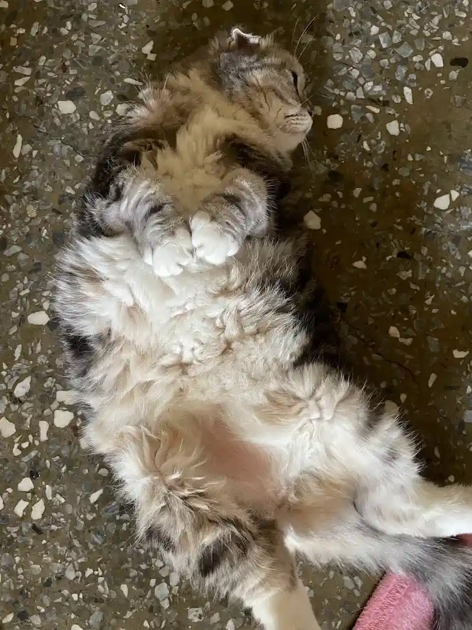 A fluffy, long-haired tabby cat is lying on its back on a speckled terrazzo floor, exposing its belly and paws, with its…