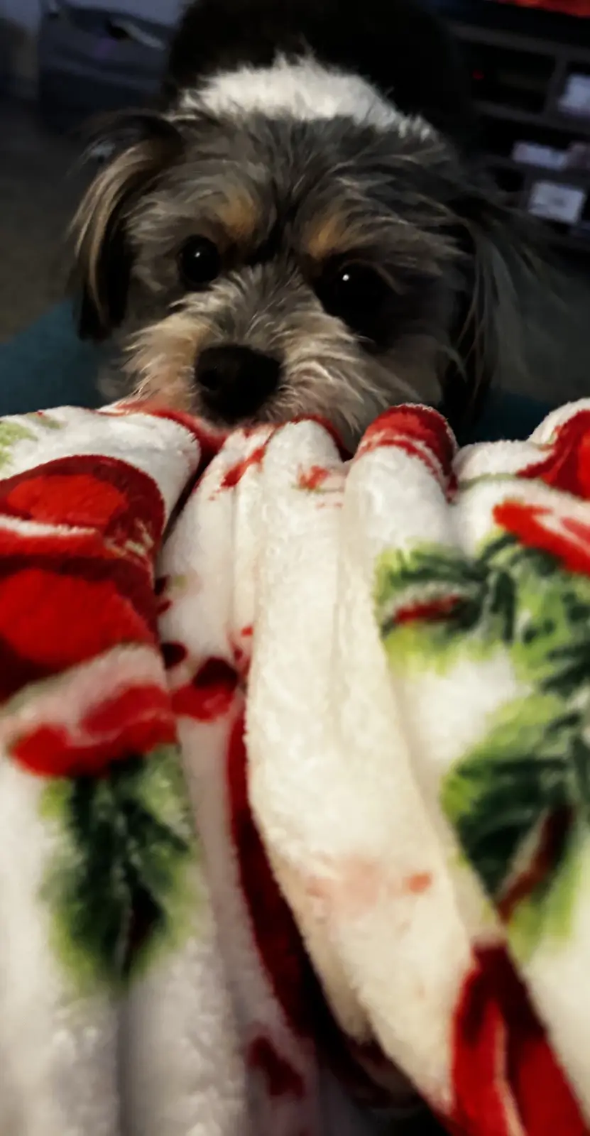 A small, scruffy dog with dark eyes and a mix of gray, black, and tan fur is looking directly at the camera with a sad…