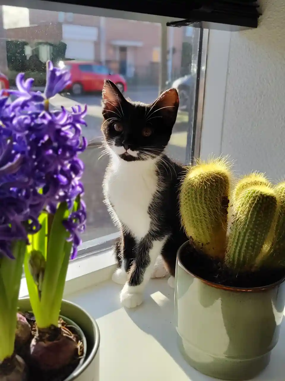 A black-and-white cat sits on a windowsill next to a potted cactus and a potted purple hyacinth, looking directly at the…
