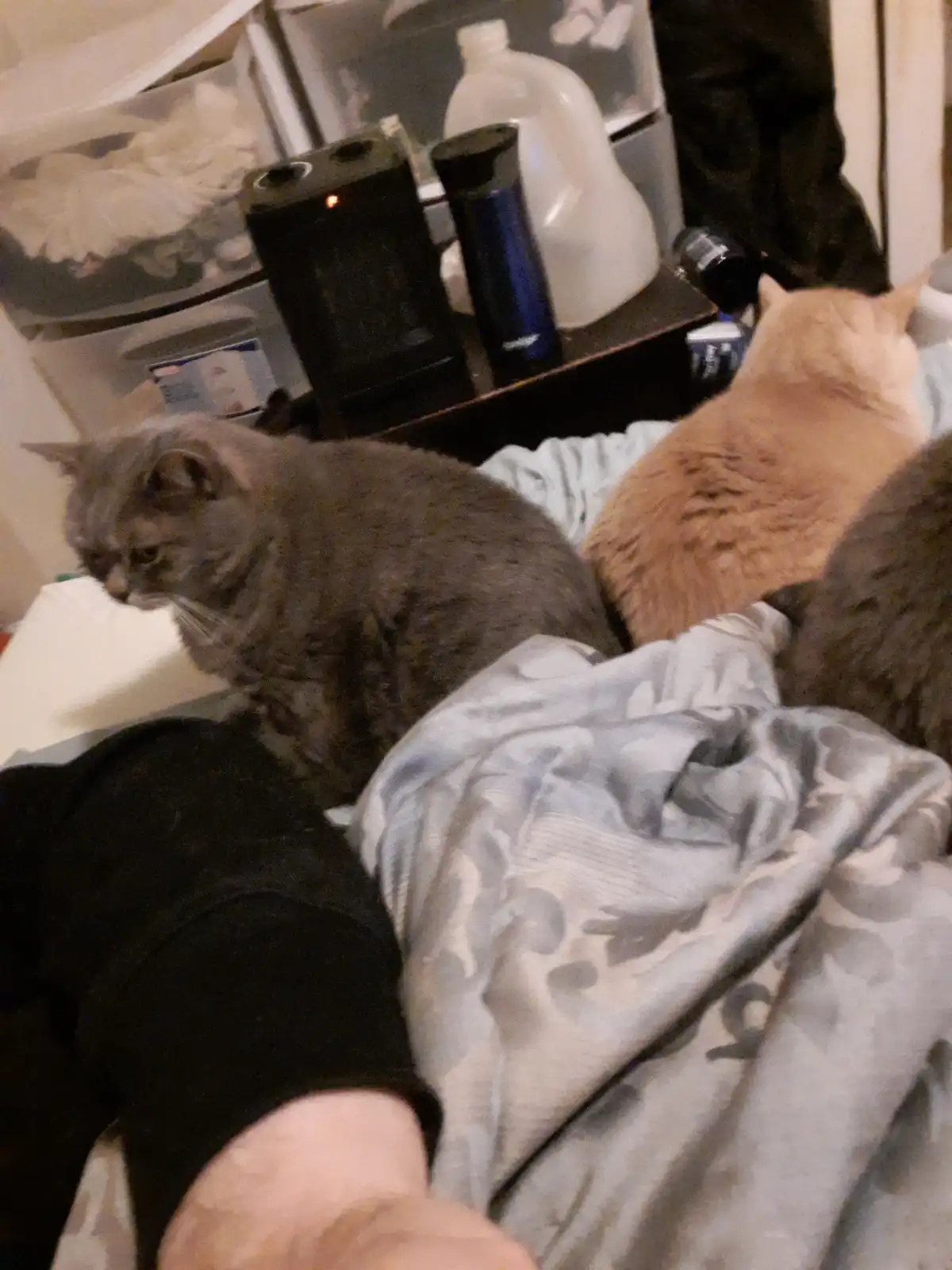 A selfie-style photo shows three cats lounging on a bed next to a person's arm. One gray cat in the foreground has a grumpy…