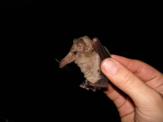 The Adorable Bat Snoot