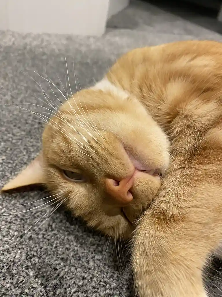A close-up photo of a ginger cat lying on a gray carpet, its head resting on its paw with one eye half-open and a slightly…
