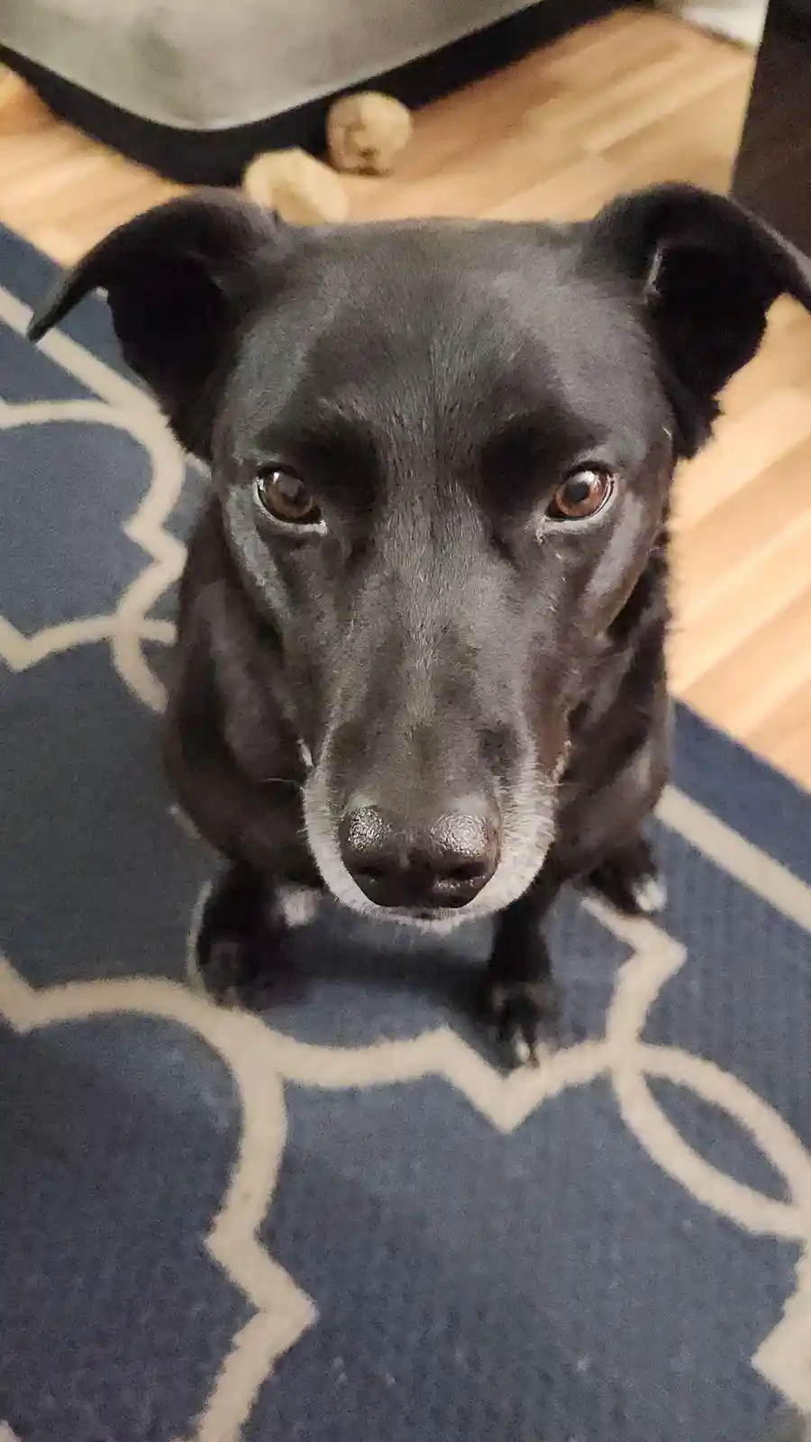 A close-up photo of a black dog with brown eyes and a white muzzle, looking up directly at the camera with a sad, pleading…