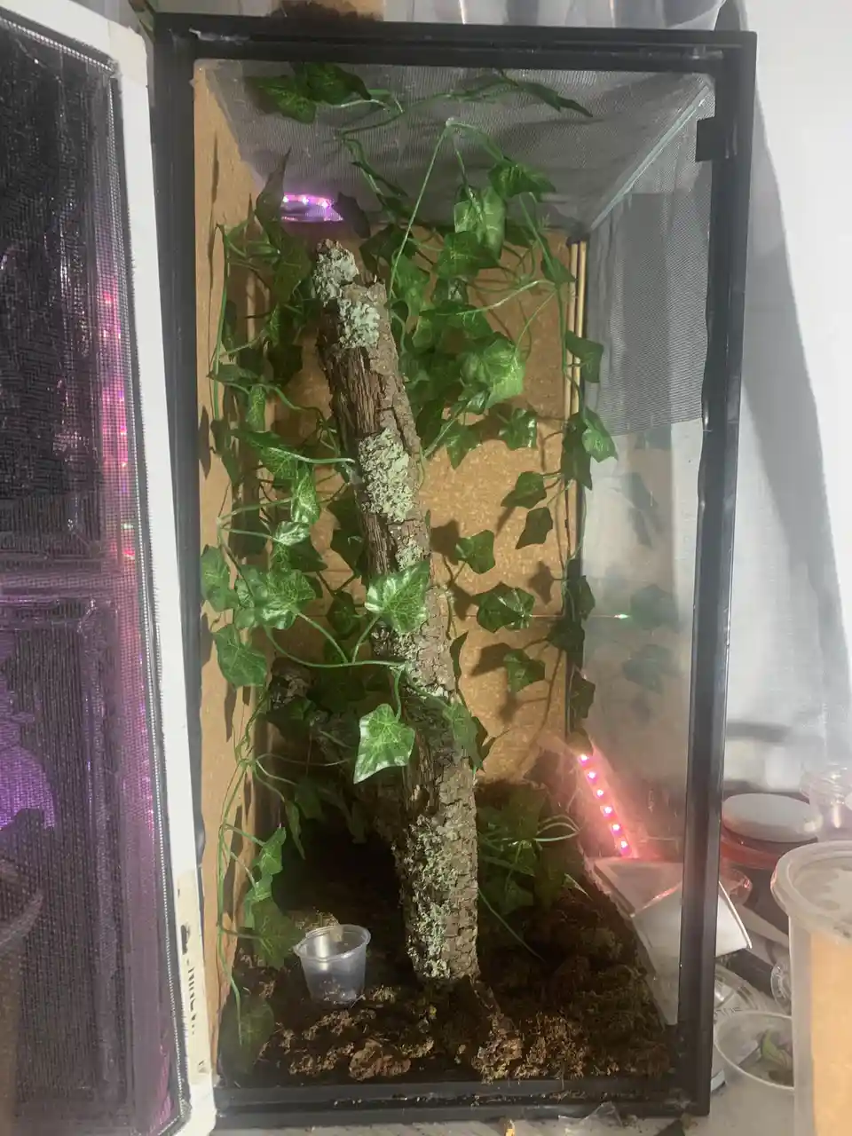 A glass terrarium with a central wooden branch covered in green ivy vines, set against corkboard walls and illuminated by…