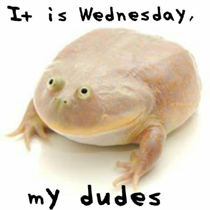 A close-up photo of a pale, round, chubby frog with large, bulging eyes and a slightly open mouth, looking directly at the…