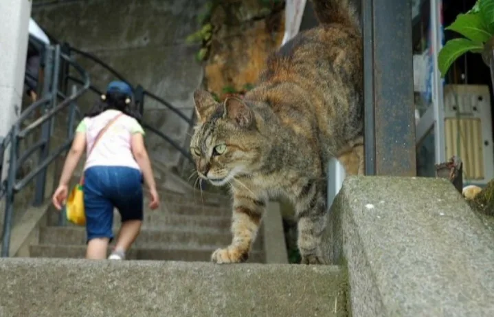 A tabby cat stands on concrete steps, staring intently at a person walking up the stairs behind it. The person, wearing a…
