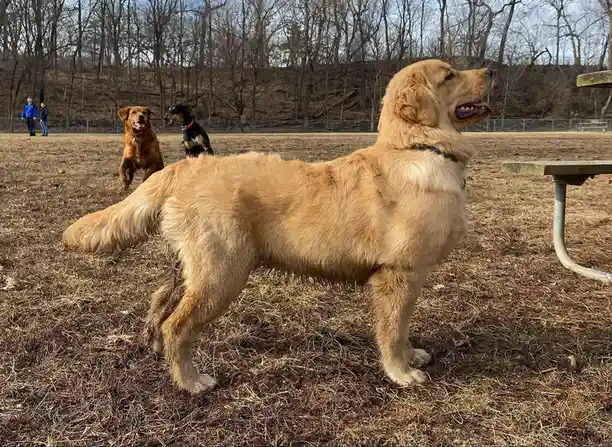 A golden retriever stands in profile in a dry grassy field, looking alertly to the right. In the background, two other dogs…