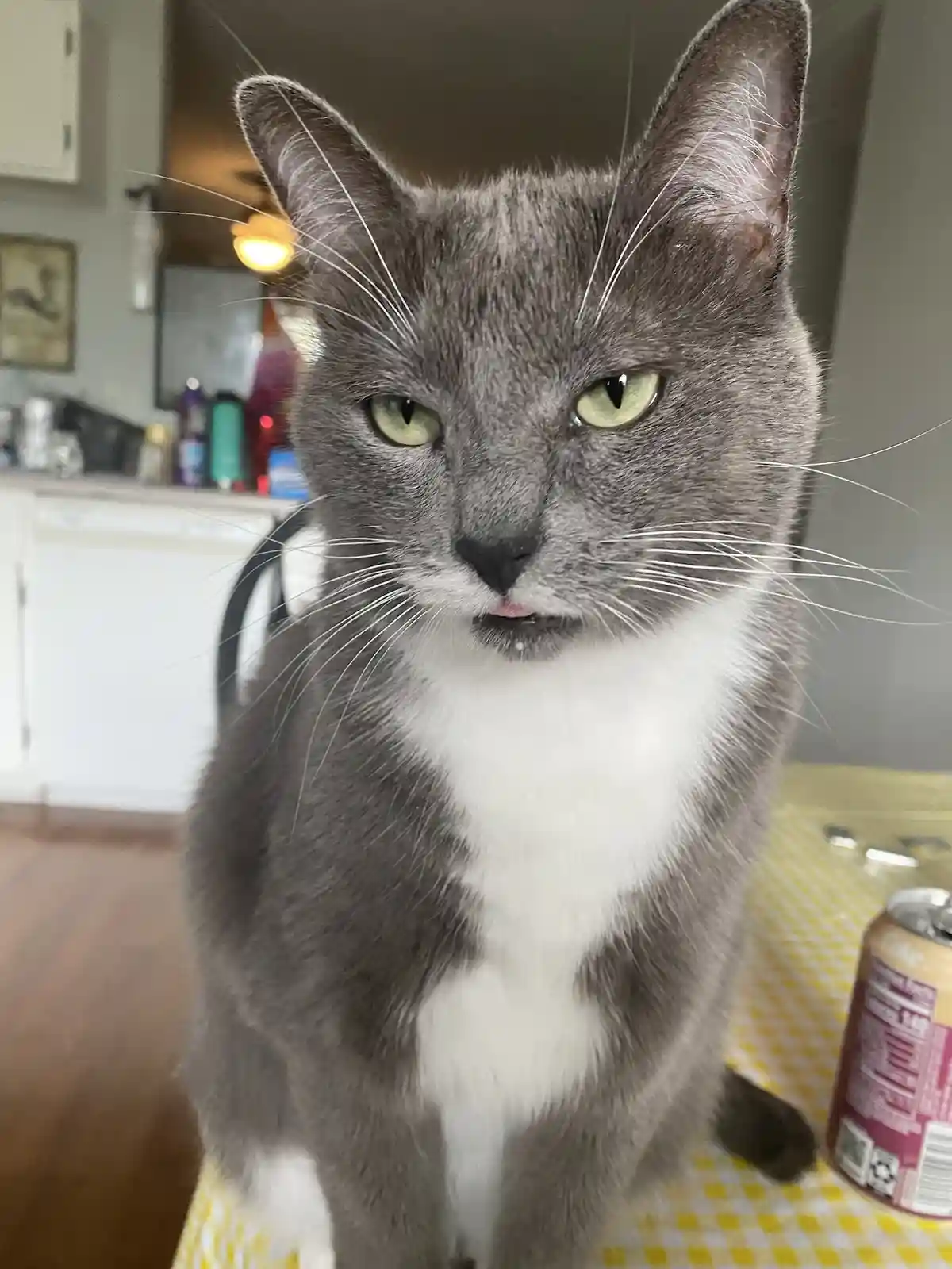My cats are just too adorable!
