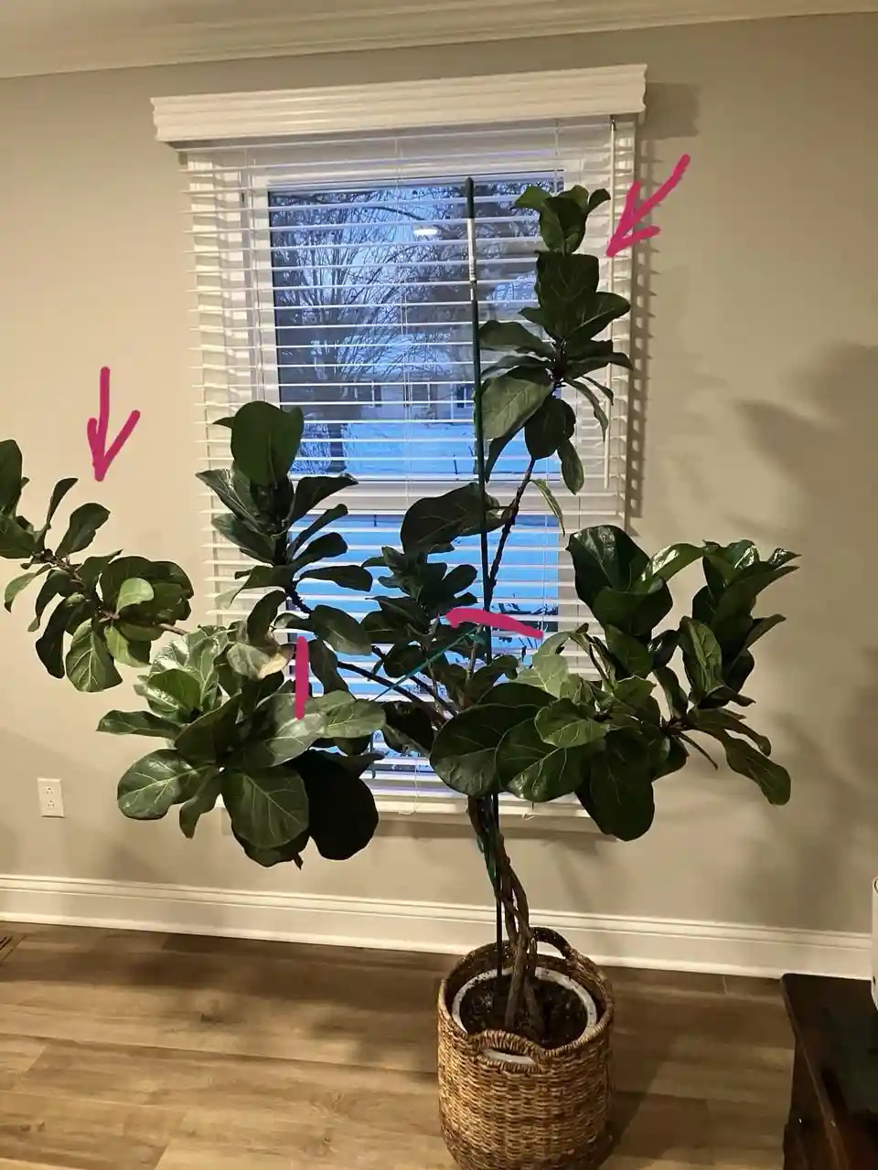 A large fiddle-leaf fig plant in a woven basket pot stands in front of a window with white blinds, its tall branches and…