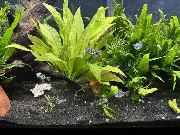 An aquarium filled with lush green plants, dark gravel, and driftwood, populated by several small, round, black-and-white…