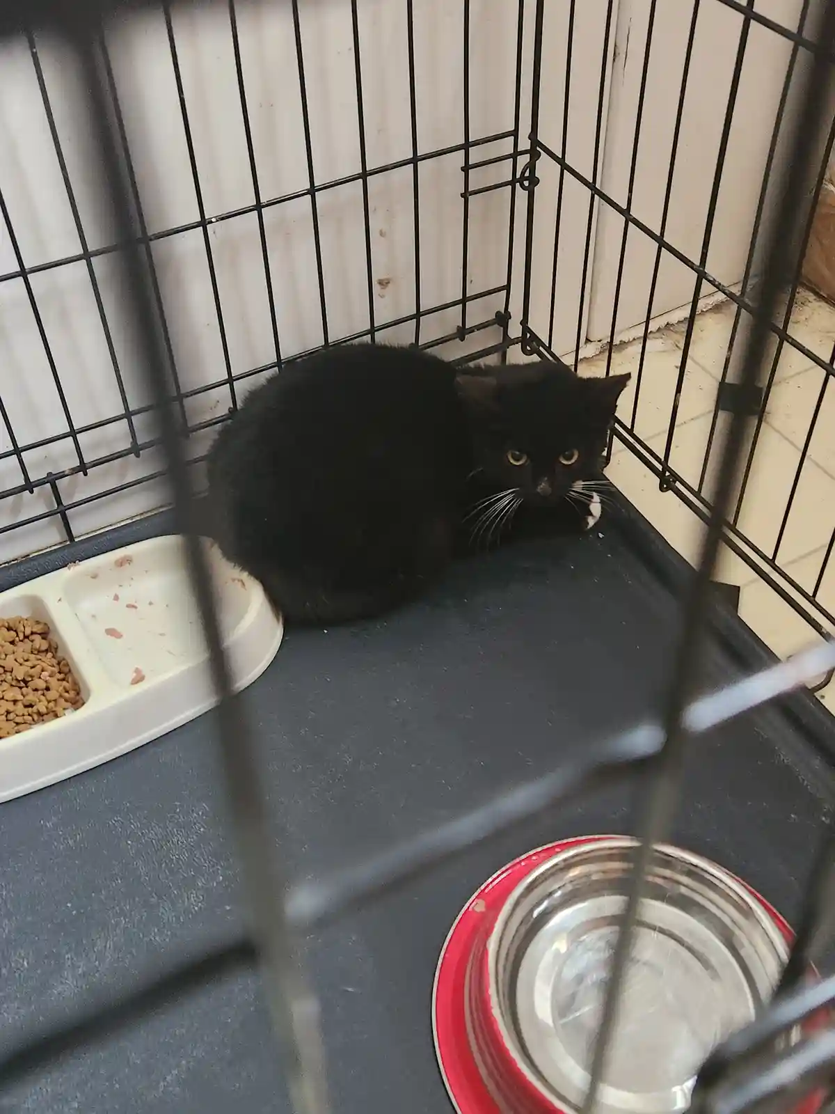 A black cat with white paws sits curled up inside a black wire cage, looking directly at the camera with wide yellow eyes…