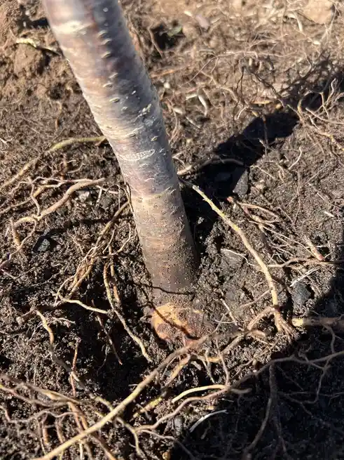 A close-up photo shows the base of a tree trunk planted in dark soil, surrounded by exposed, tangled roots. The bark near…