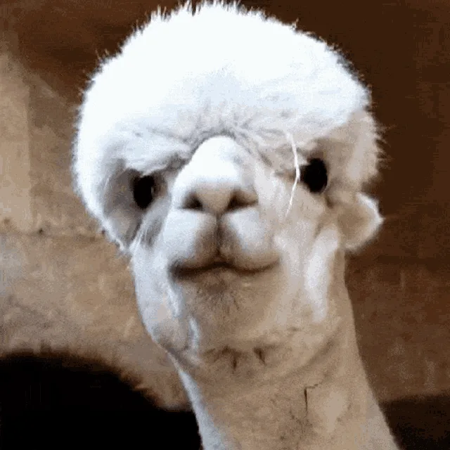 Absolutely Unforgettable: The Llama Edition