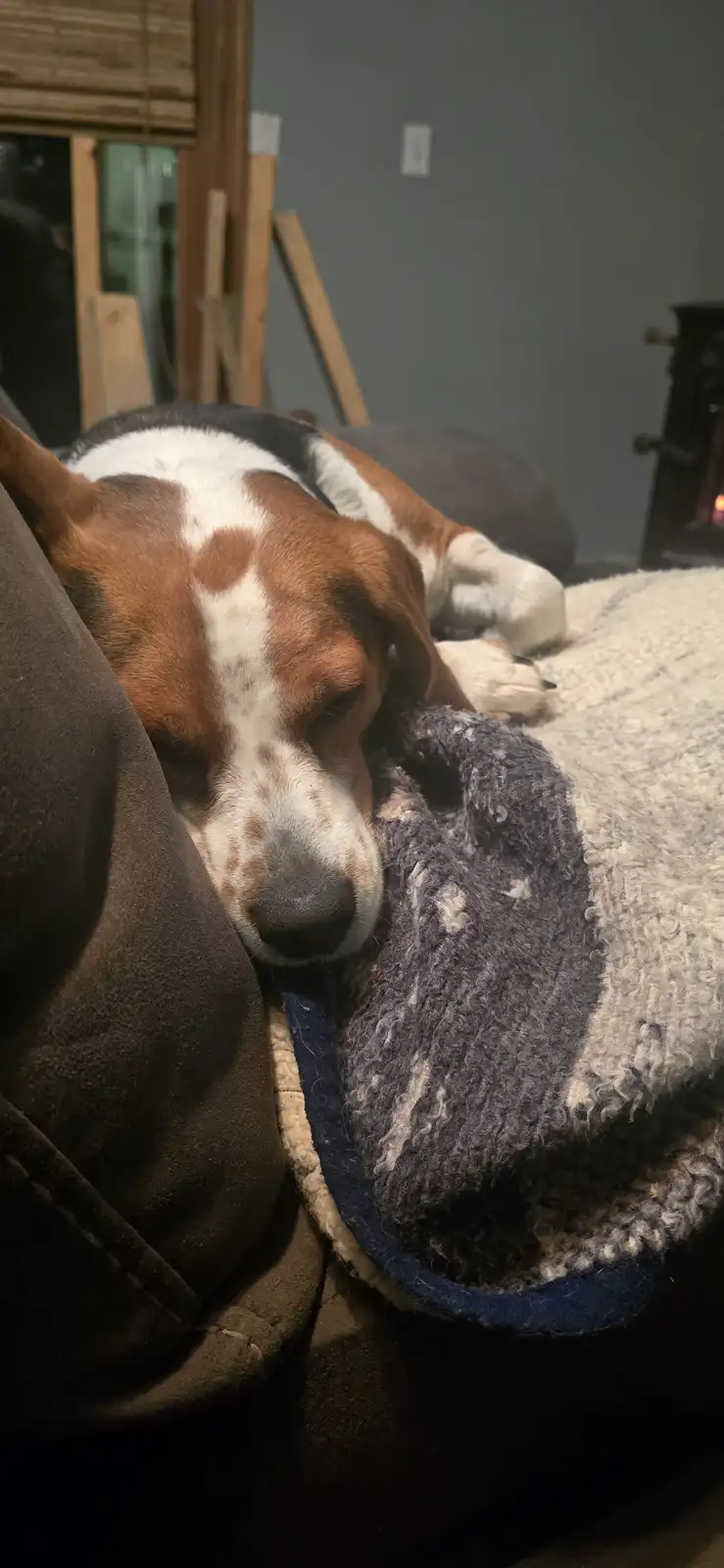A brown, white, and black beagle dog is sleeping soundly with its head resting on a brown couch cushion, partially covered…