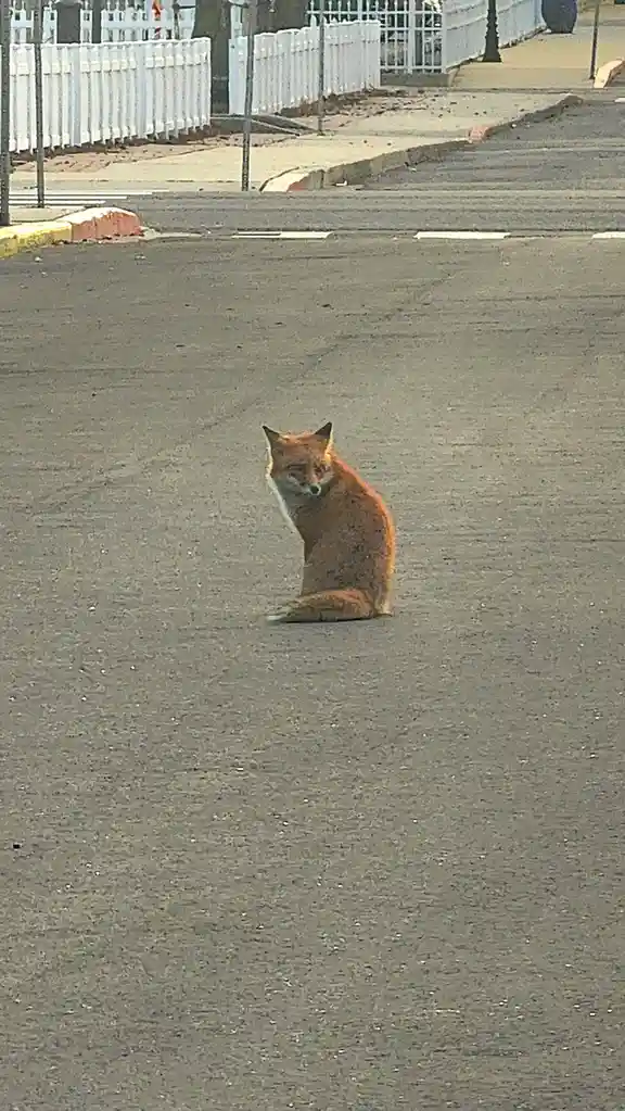 A red fox sits upright in the middle of an asphalt road, looking directly at the camera with a calm, almost human-like…