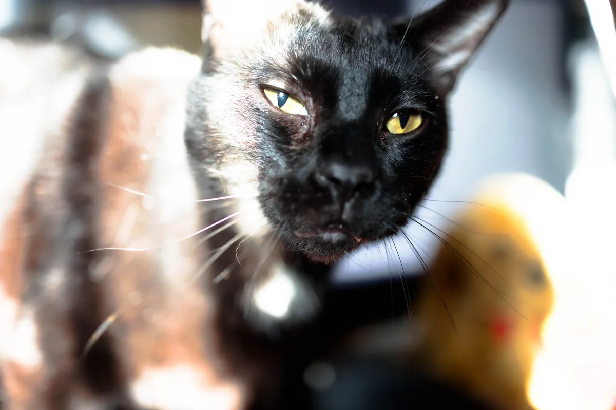 A close-up photo of a black and white cat with intense yellow eyes staring directly at the camera, its expression appearing…