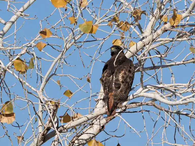 Meet the Harris Hawks.