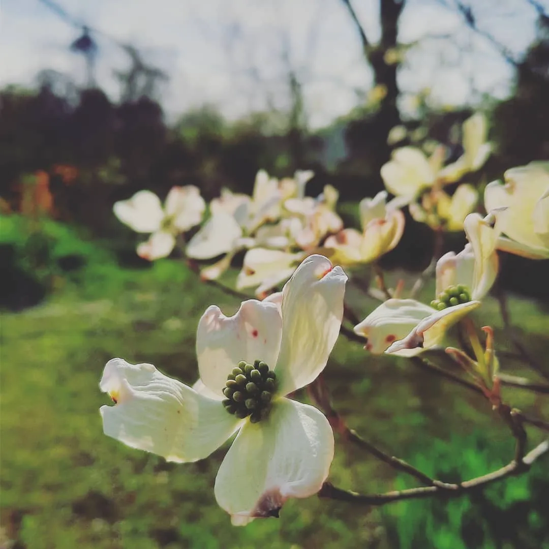 A close-up photograph of white dogwood flowers on a branch with a blurred green background, overlaid with the text 'i'm not…