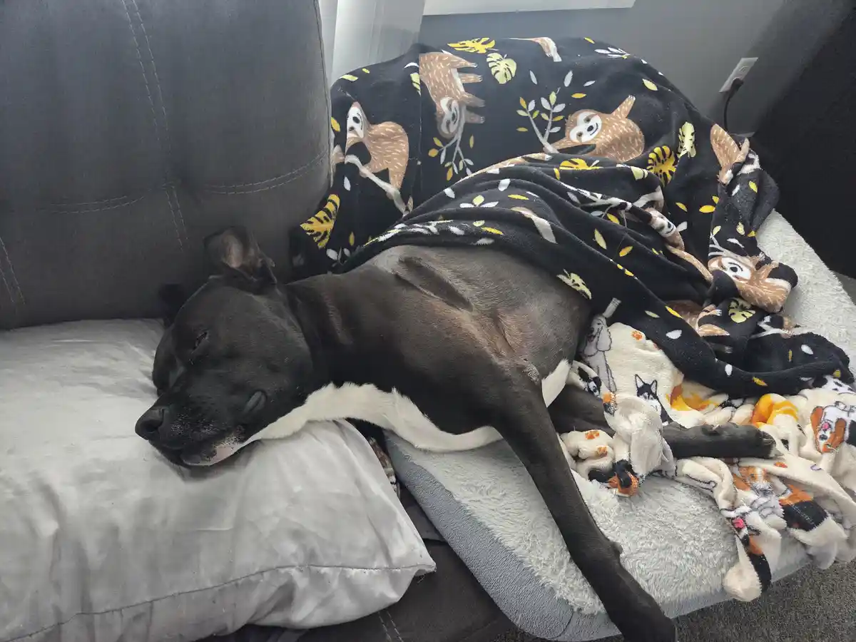 A black and white dog is sleeping soundly on a grey couch, partially covered by a black blanket with sloth and leaf…