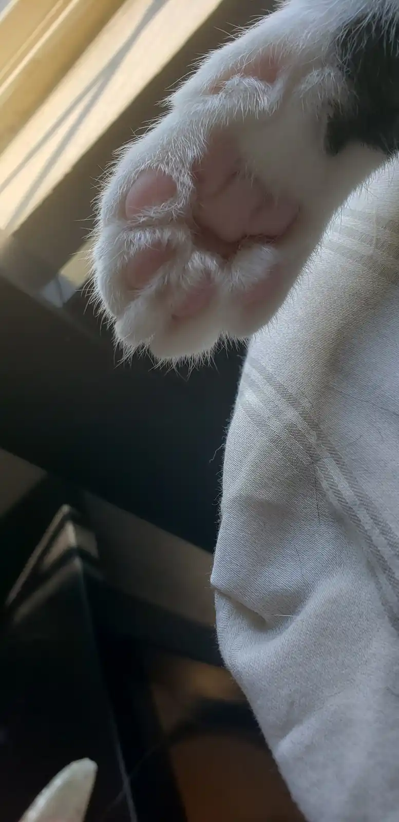 A close-up photo shows the white, furry paw of a cat, with pink pads visible, resting against a light-colored fabric…