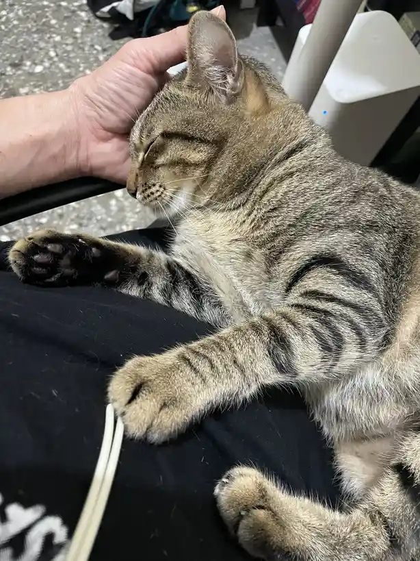 Another Adorable Sleeping Cat Moment