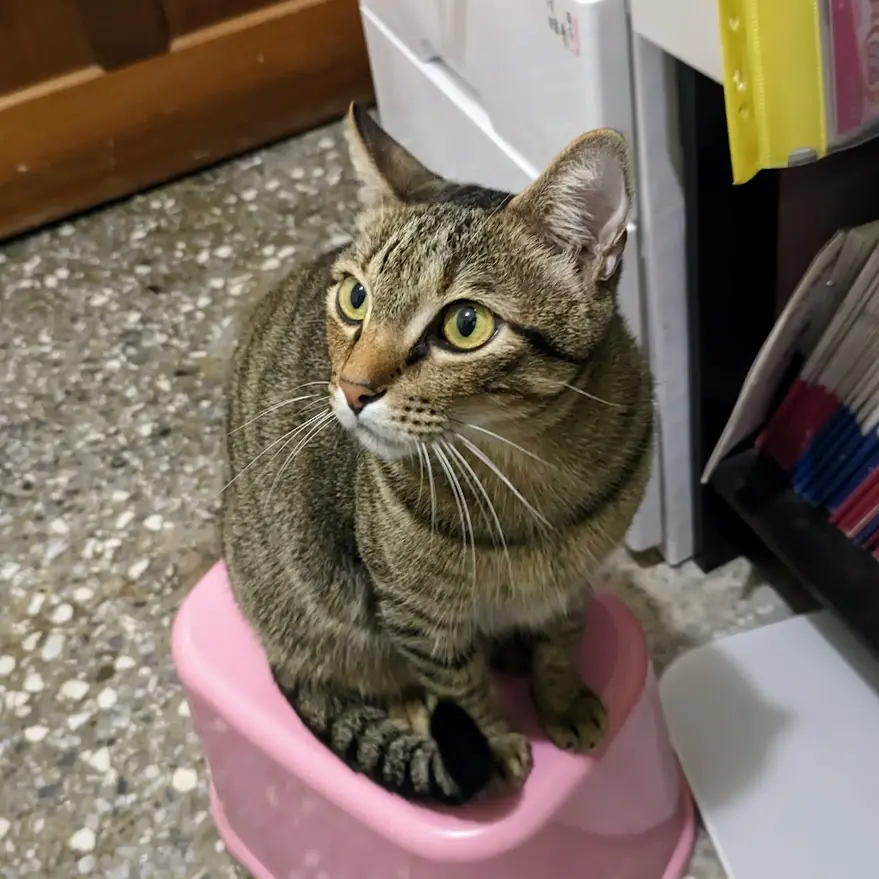 Just a Cat Being Adorable