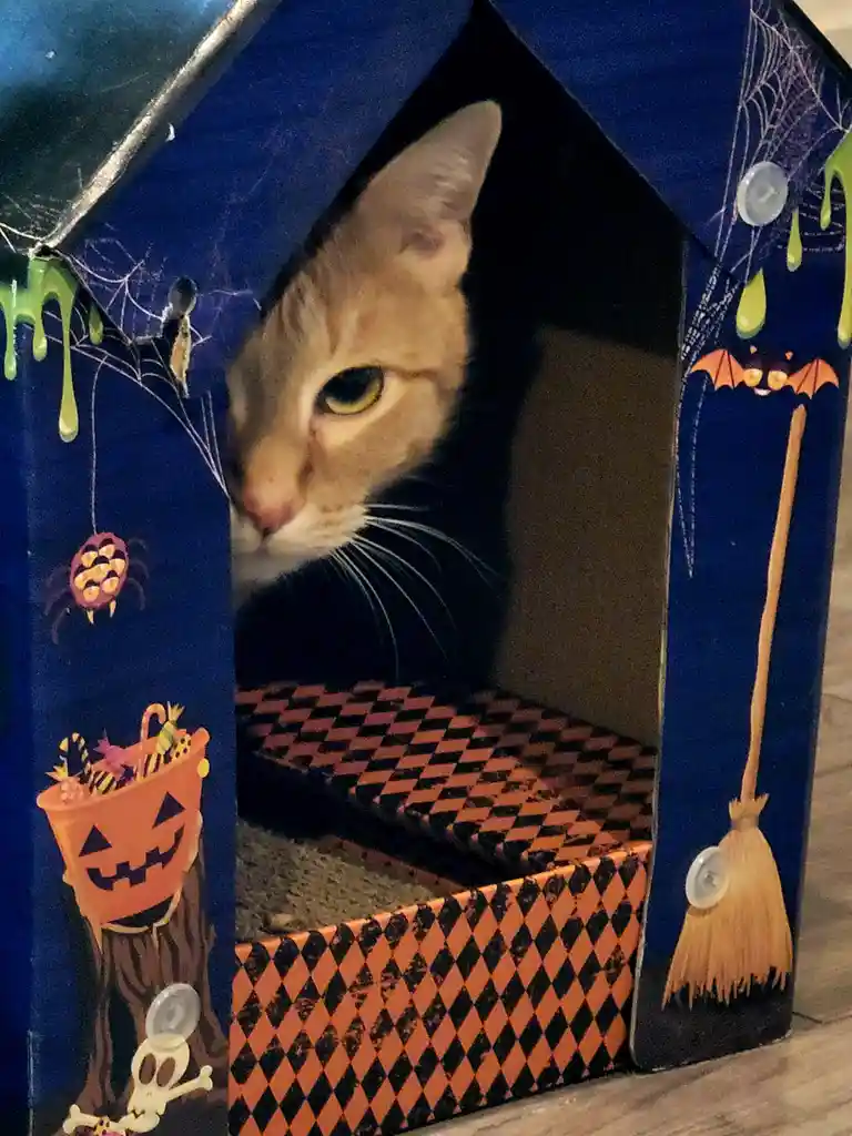 A light brown cat peeks out from a blue Halloween-themed cardboard house decorated with spiderwebs, green slime, a bat on a…
