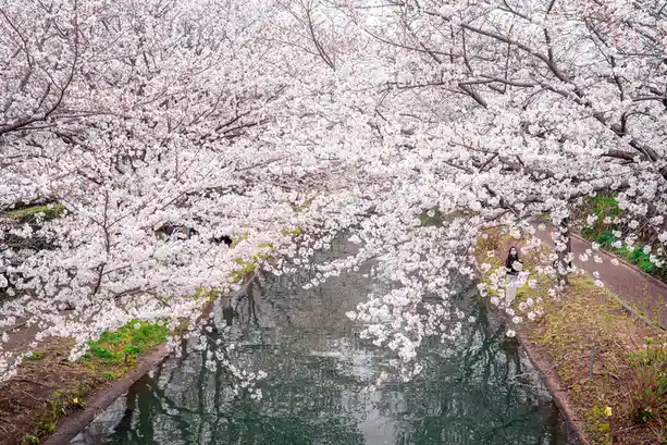 A serene photo of cherry blossom trees in full bloom arching over a calm canal, with people walking along the path beneath…