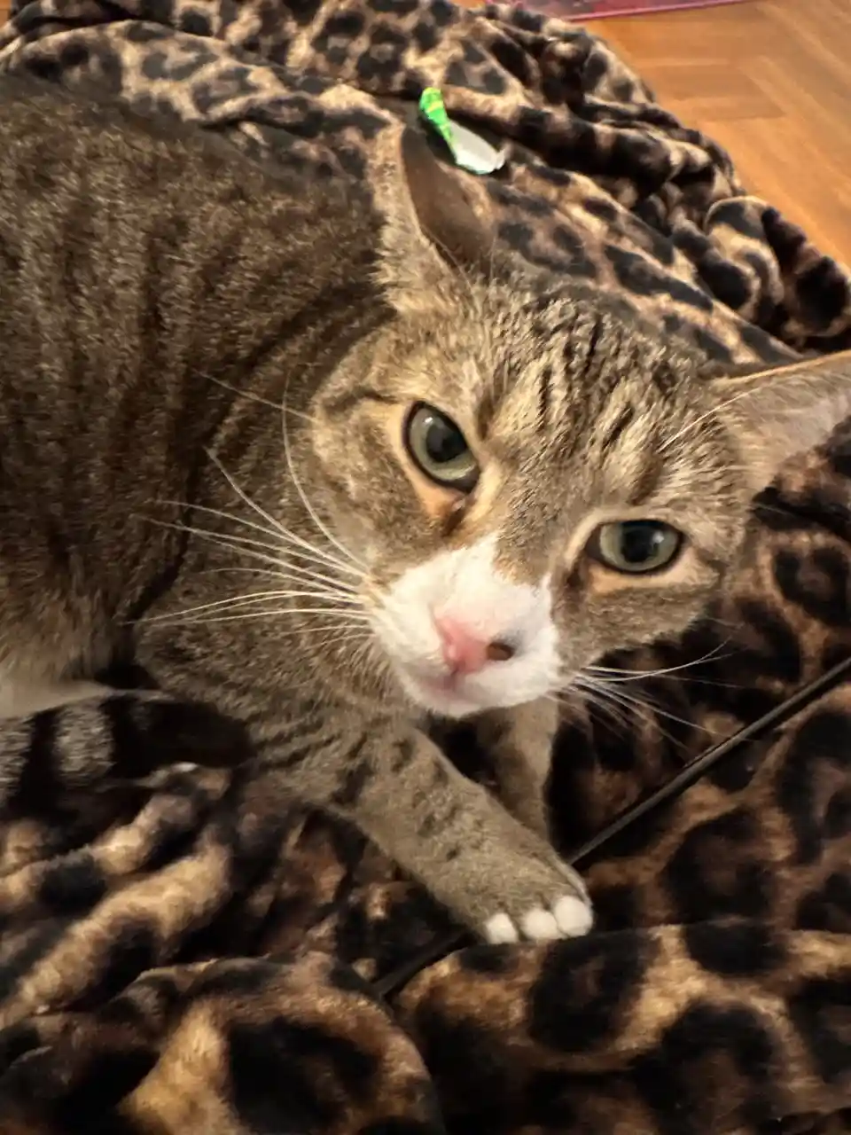 A tabby cat with a white muzzle and green eyes lies on a leopard-print blanket, looking directly at the camera with a…