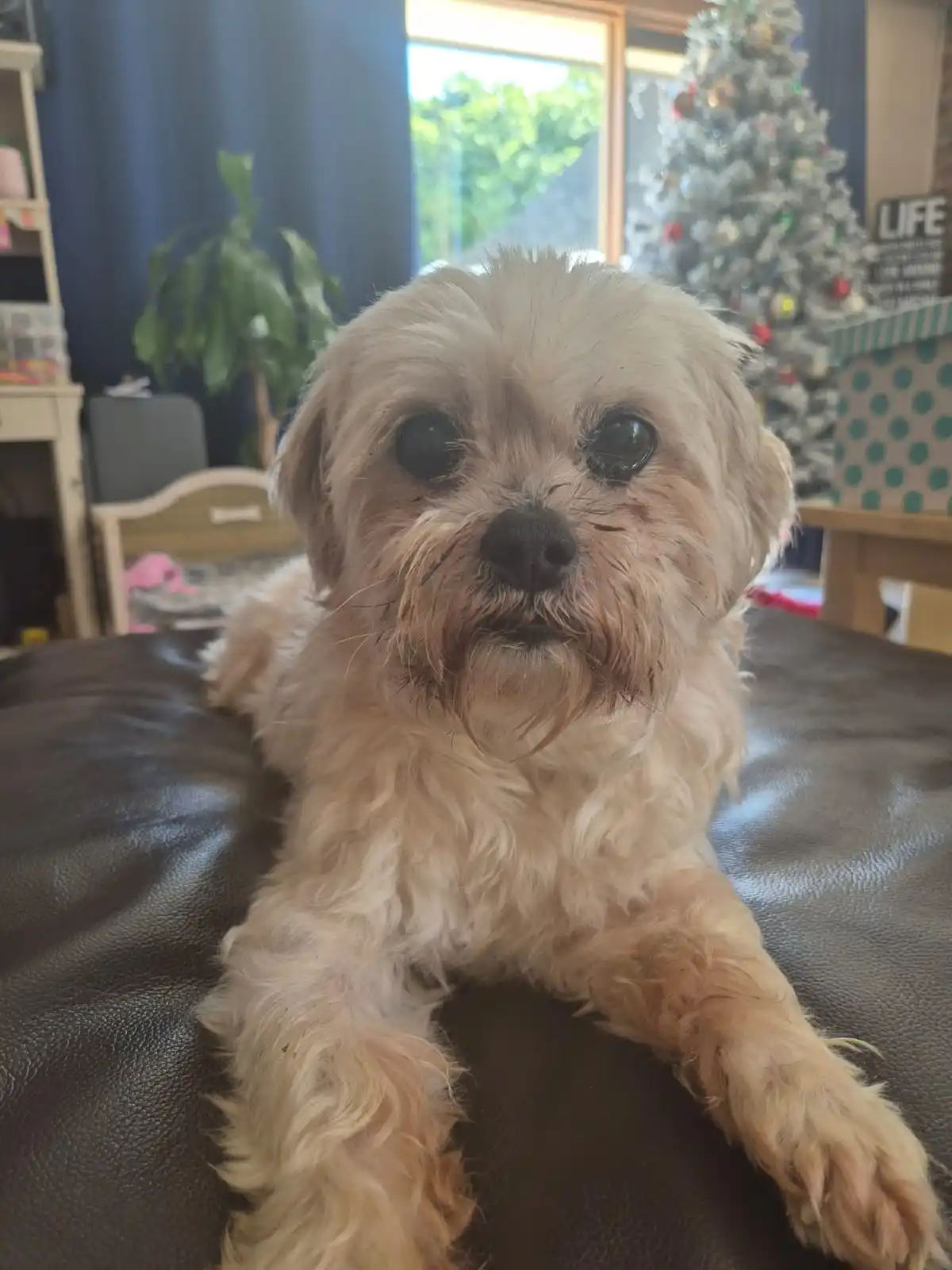 A small, fluffy, light-colored dog with muddy fur and wide, expressive eyes sits on a dark leather couch, looking directly…