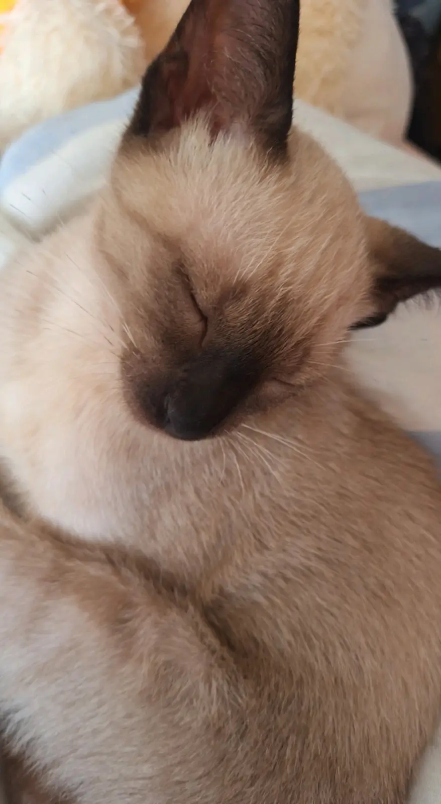 A close-up photo of a Siamese cat sleeping peacefully with its eyes shut, showing its dark face and ears against…