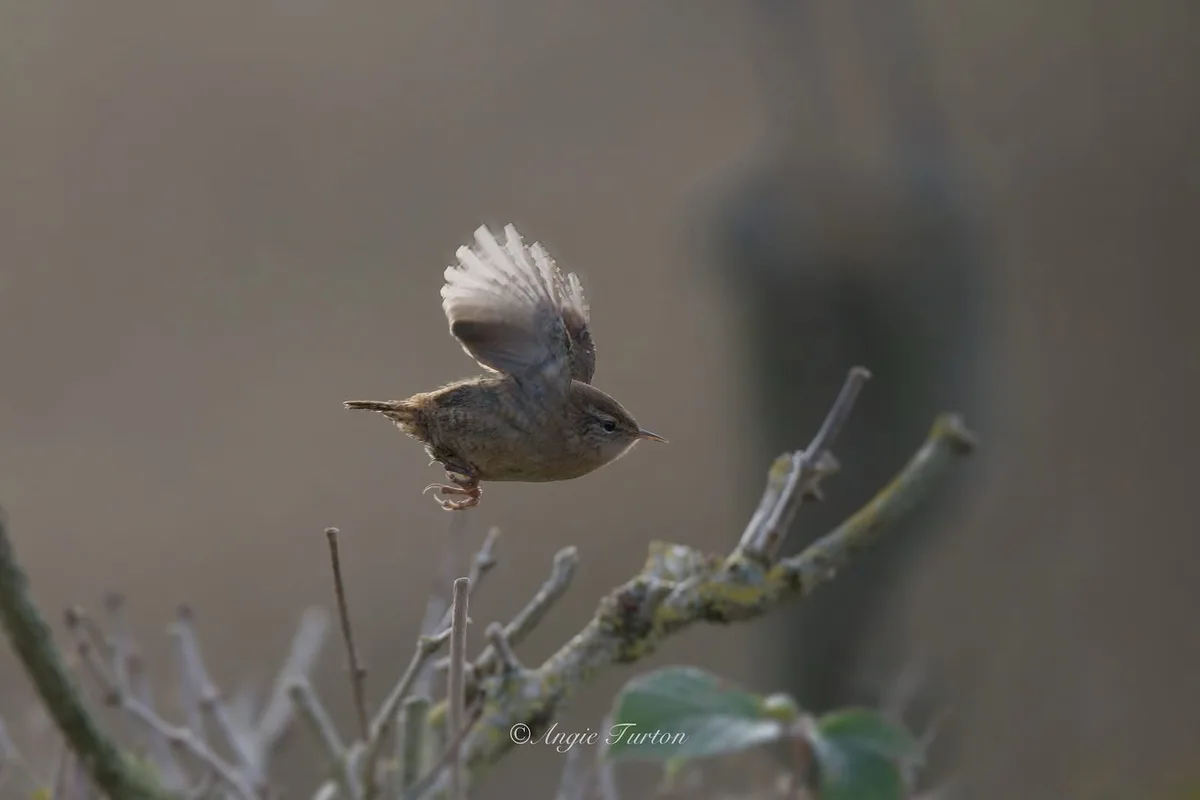 A small brown bird, likely a wren, is captured mid-air with wings spread, hovering just above bare branches. The image has a…