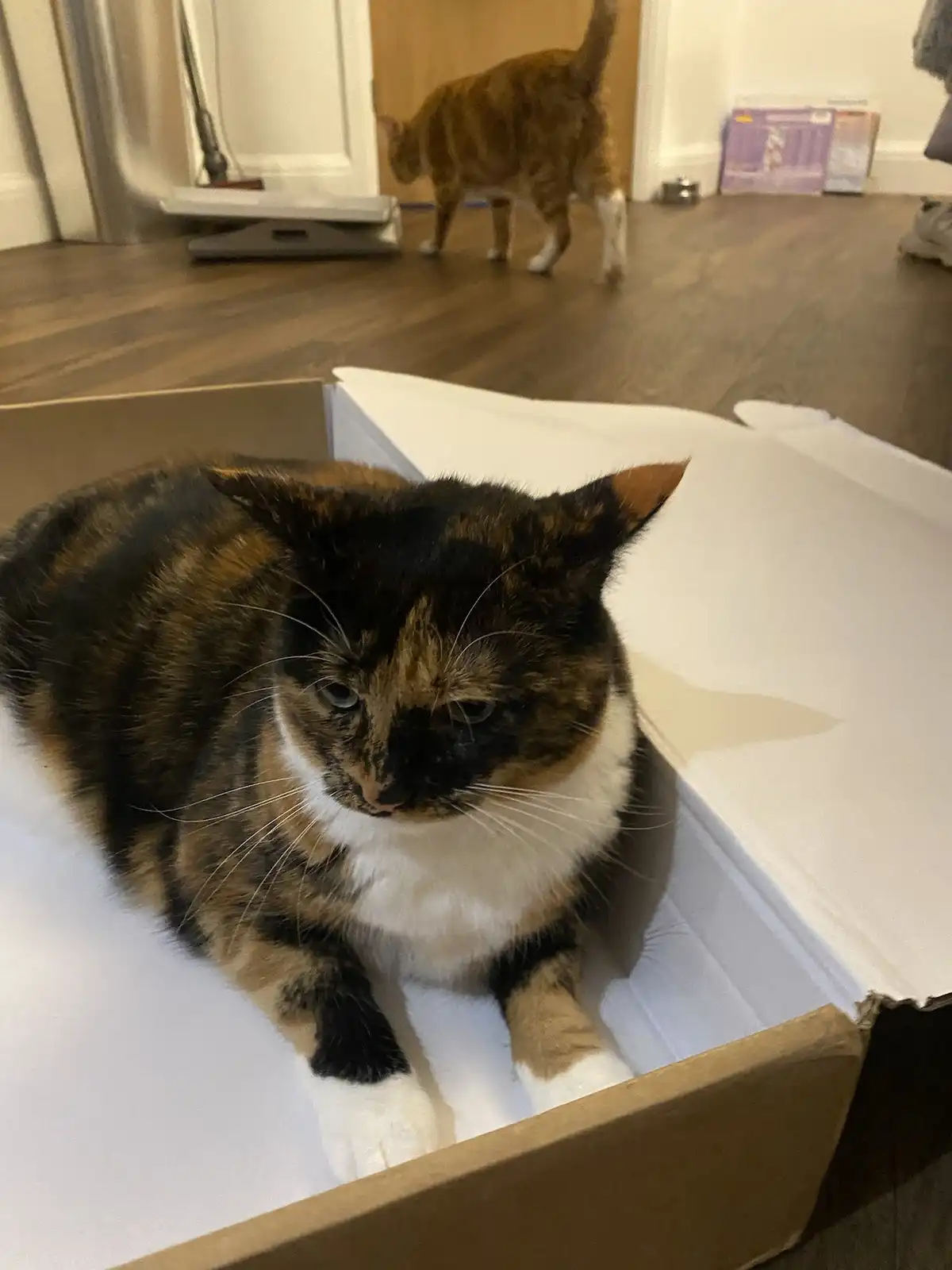 A calico cat with a black, orange, and white coat sits in a white cardboard box, looking directly at the camera with a bored…