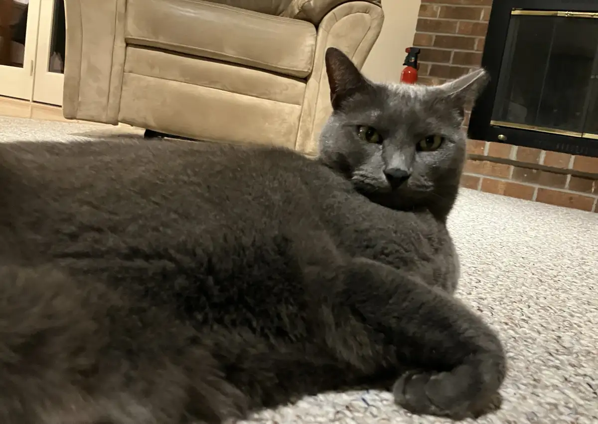 A large gray cat lies sprawled on a light-colored carpet, looking directly at the camera with a bored, unimpressed…