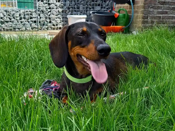 A black and tan dachshund lies in vibrant green grass, tongue out and eyes half-closed, appearing relaxed or sleepy. It…