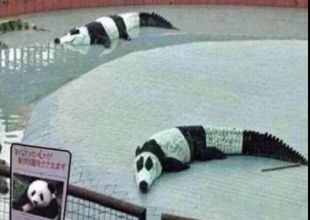 Two crocodiles are lying motionless in a zoo enclosure, one in water and one on land, both with black-and-white…