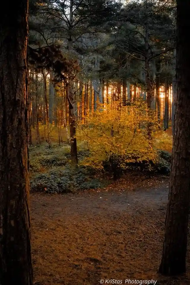 A serene forest scene with golden sunlight filtering through trees, illuminating yellow foliage and a dirt path framed by…