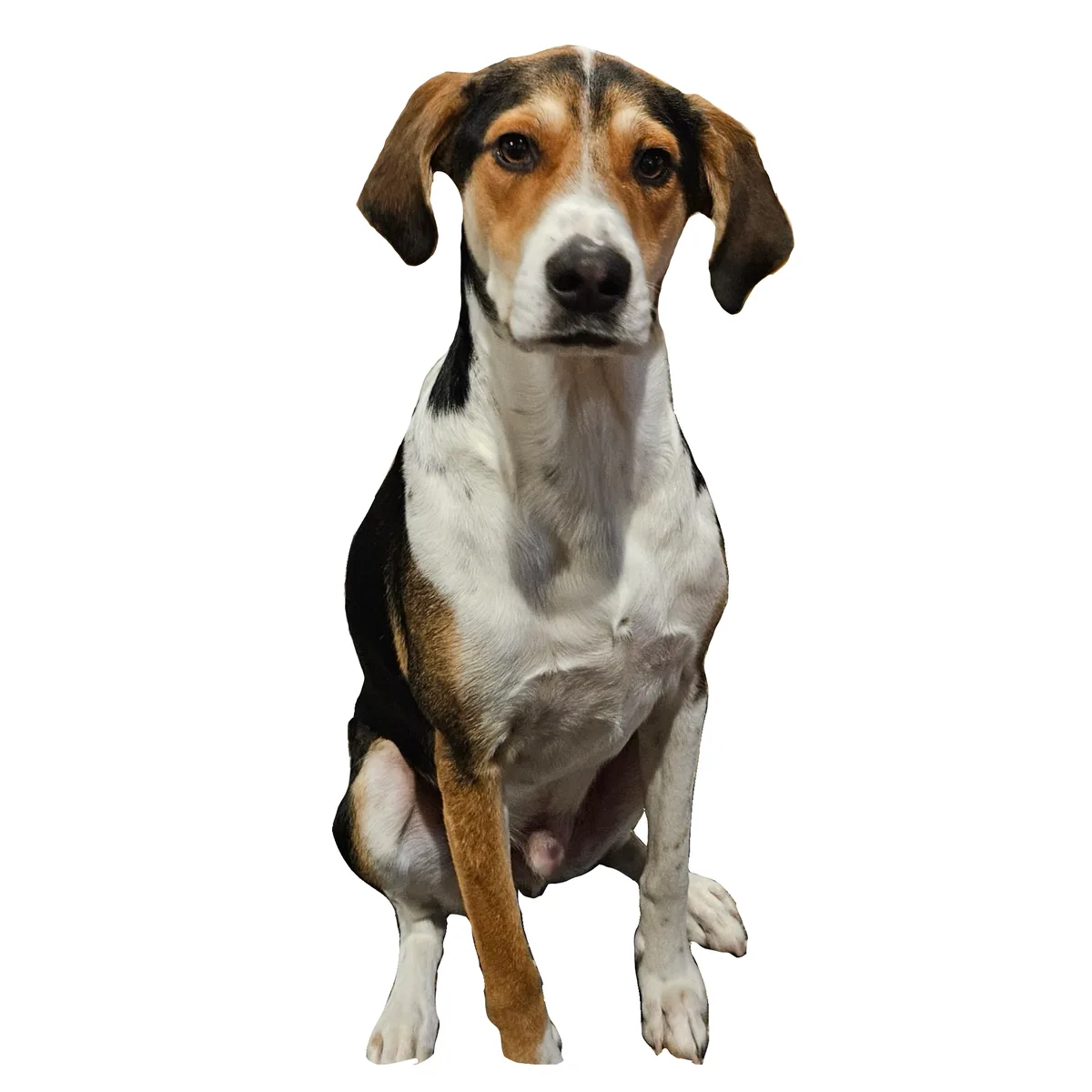Spencer in PNG Format