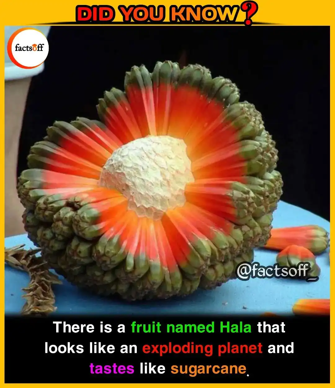 A close-up image of a Hala fruit, which has a green, spiky exterior and a vibrant red-orange interior radiating outwards…