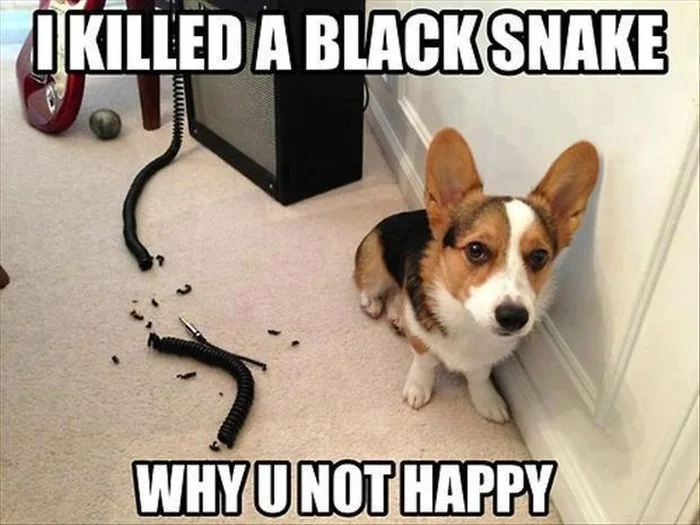 A corgi dog sits on a carpeted floor next to a broken black coiled cable with scattered pieces. The text overlaid on the…