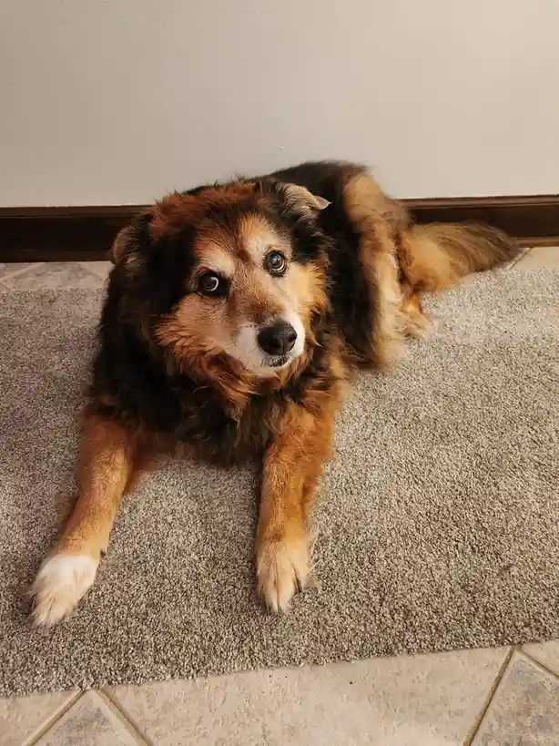 A fluffy brown and black dog with a white muzzle lies on a beige carpet near a tiled floor and wall, looking directly at the…