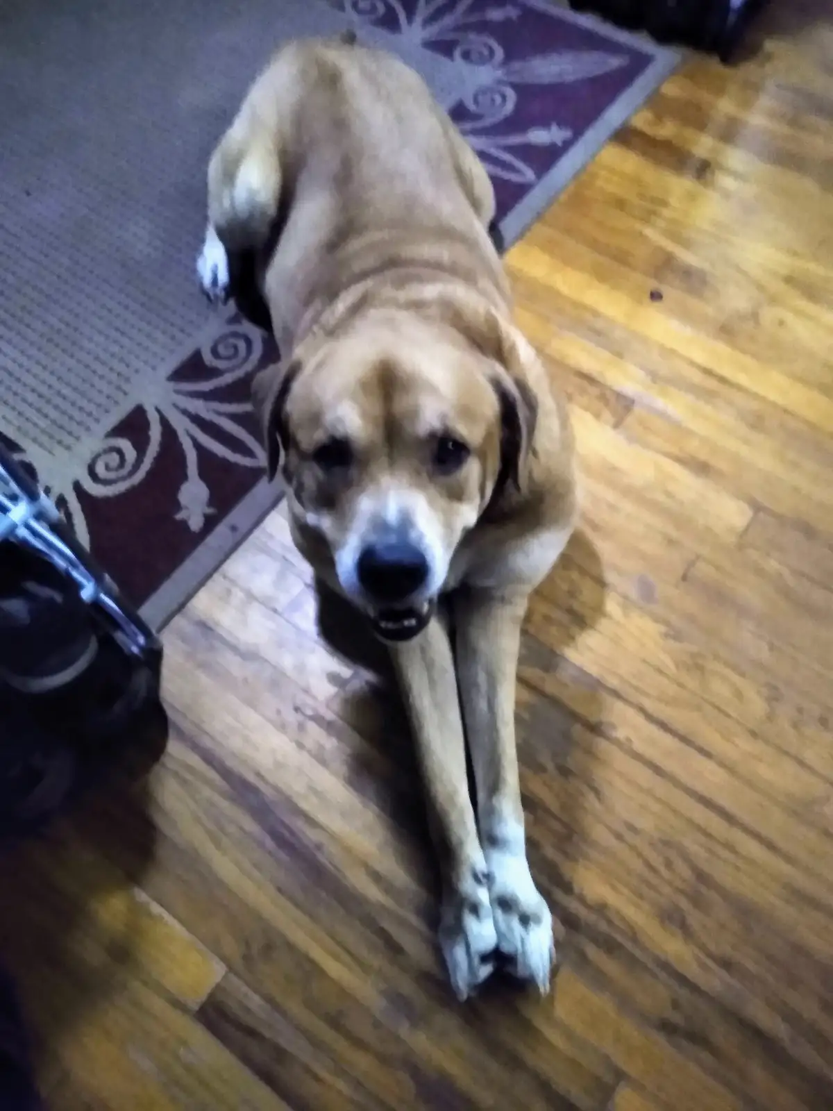A tan dog with a white muzzle and paws is lying on a wooden floor, looking up at the camera with a slightly open mouth. Its…
