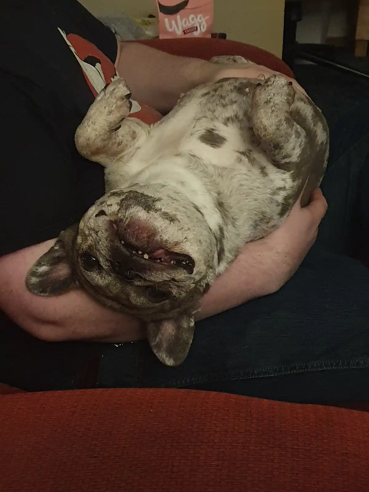 A brindle and white French bulldog is held upside down in someone's lap, its paws in the air and mouth open in a goofy…