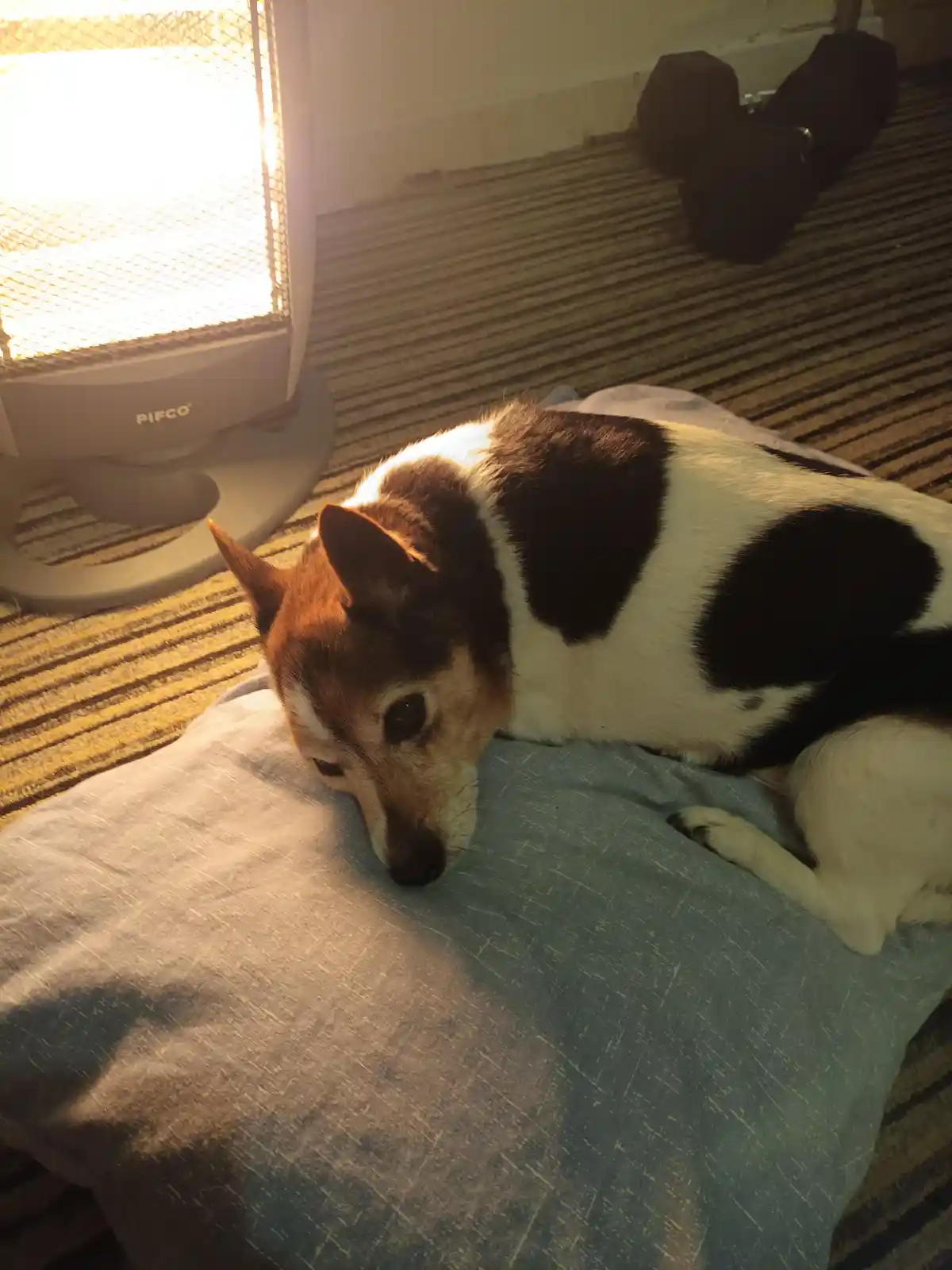 A black and white dog with brown markings lies on a blue cushion, looking sleepy and relaxed near a glowing PIFCO space…