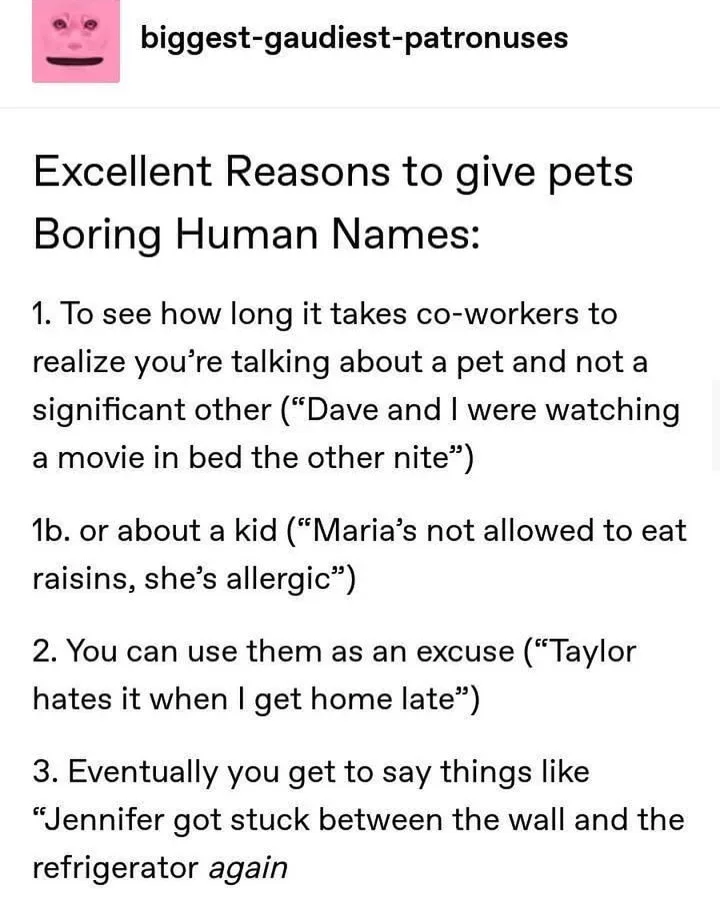 A white background image displays a list titled 'Excellent Reasons to give pets Boring Human Names' with three numbered…